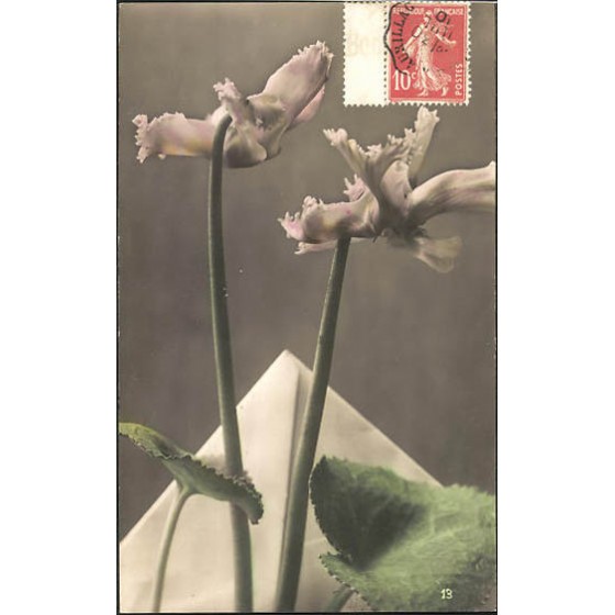 Orquídea - 19.222