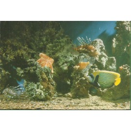 Israel - Eilat - Coral world underwater observatory - 19.847
