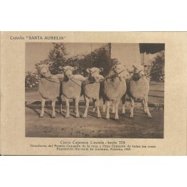 Cabaña Santa Aurelia - Palermo - 19.872