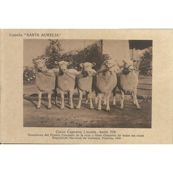 Cabaña Santa Aurelia - Palermo - 19.872